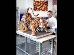 A chef creates a realistic chocolate tiger sculpture; the viral video is well worth seeing