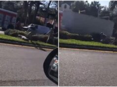 Crocodile tries to flee by smashing the glass of a vehicle Crocodile