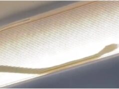 A video of a snake inside a plane has gone viral, frightening passengers Viral-Snake-On-Plane
