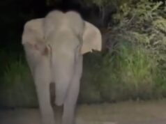 In a viral video from Sri Lanka, a TikTok user harasses a wild elephant. The internet is enraged