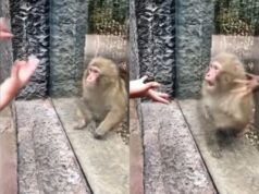 A monkey is stunned by a zoo visitor’s magic act in this viral video