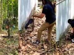 In a viral video, a forest inspector saves a cobra from a residence in Kerala. Internet applauds your efforts Wildlife Rescue