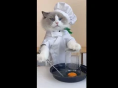 Chef cat puts strange viral hacks to the test so you don’t have to.