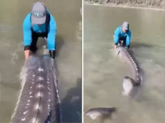 The footage of a fisherman catching a 10.5-foot long ‘Living Dinosaur’ has gone viral.