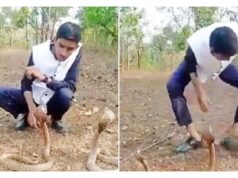 A Karnataka man’s stunt with three cobras goes horribly wrong in this viral video