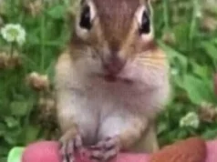 Video of Squirrel Tasting Almonds for the First Time Goes Viral