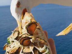 Seagull flies away with woman’s pizza, sending the internet into a frenzy