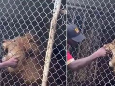 After a guy tries to disturb the lion, it chews off his finger. You will be startled by a viral video. Viral