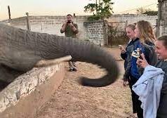Elephant’s trunk strikes girl snapping photographs Viral