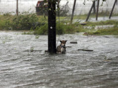 A man foregoes his wedding reception to save a dog trapped in a flood Viral