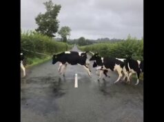 Cow Jumps into The Air After Crossing the Road at The Wrong Time Viral
