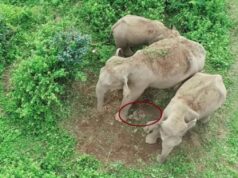 In Bengal, a mother elephant carries the carcass of her dead calf Viral