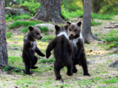 The video of a newborn bear dancing in the jungle has been seen over 2 million times. This is fantastic, says the Internet. bear