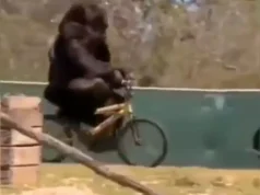 Viral! In this amusing video, a gorilla falls down while riding his bicycle gorilla