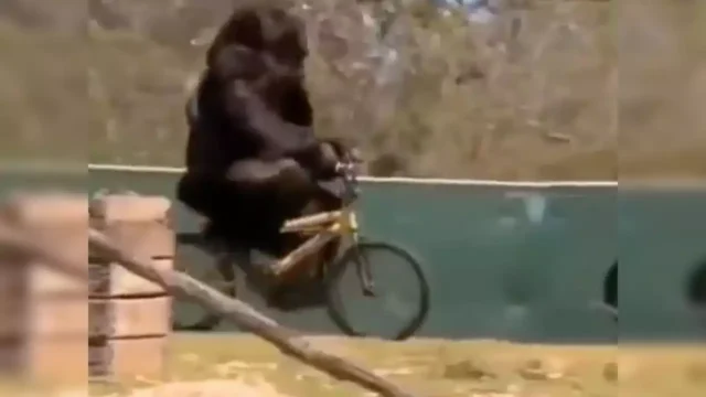 gorilla