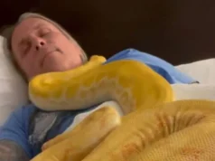 “How Can You Chill?” asks the internet after a man takes a nap with two Pythons crawling all over him. Viral