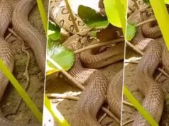 In Gujarat, a giant cobra swallows a huge viper, and the video becomes viral Viral