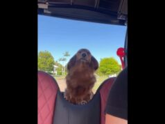 The video of a dog riding in a golf buggy has been seen over 20 million times dog riding