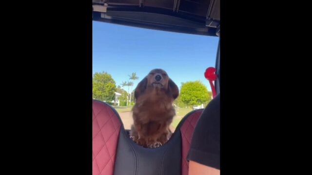dog riding