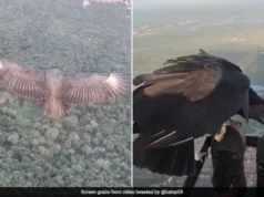 The Internet is awestruck by a man paragliding with a black vulture. black vulture