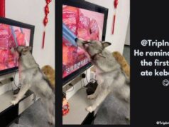 Cute dog accidentally licks meat filmed on television Viral