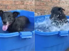9 million people have seen a viral video of an adorable puppy playing with water Viral