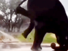 The Internet is enraged as a viral video shows an elephant doing a headstand while bathing. Viral