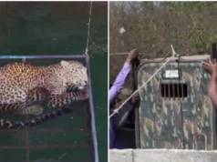 In Maharashtra, forest officers rescued a leopard from an exposed well. The video has gone viral. Viral