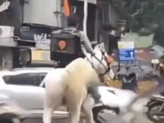 Swiggy recognizes the ‘mystery’ horse rider in the trending video Viral