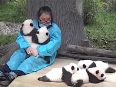 Baby pandas snooze on “Panda Cuddlers” laps. Viral