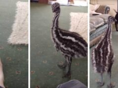 Having fun and being fearless, a baby emu plays with a dog. Viral