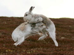 Hare Fight in The Middle of a Road Is Captured on Viral Video, Amusing Internet Viral