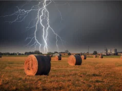 When a fierce storm strikes, two birds defend one another. Video going viral carries a strong message Viral