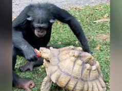 Chimpanzee Gives Tortoise Apple, Waves Internet Viral