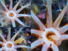 You Can’t Sleep at Night After Watching This Viral Sea Cucumber Eating Video Viral