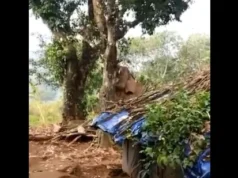 A viral video shows an elephant eating jackfruit from a tree Viral