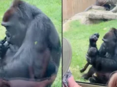 Gorilla Displays Baby to Visitors at Canadian Zoo Viral