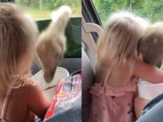 In a popular video, a 3-year-old child holds an ostrich while on a safari