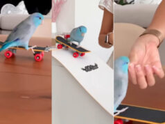 Parrots skateboarding in a viral video that has internet users in awe