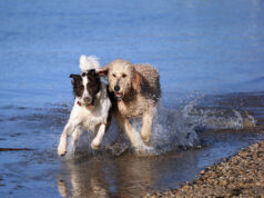 In a popular video, a dog saves a companion from drowning in a river