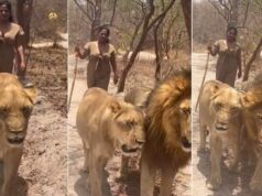 Old video of a lioness stalking partygoers becomes viral