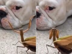 Netizens are impressed by a video of a mantis “dancing” to cheer up a dog
