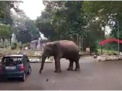 In Guwahati, an elephant handles a vehicle like a toy