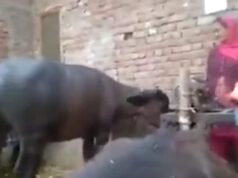 Video of a Buffalo Imitating a Woman’s Bhangra Steps and Dancing Goes Viral