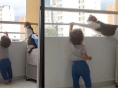 Watch how adorable this cat acts as a toddler’s “bodyguard” in this trending video