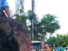 Incredible! Internet users react as an elephant eats panipuris at a roadside stall in Assam