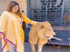 In a viral video, a woman pets a lion, and internet users comment, “Wo Lion Hai Cat Nahi.”