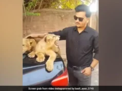 In the viral video, a man pets lion pups in the trunk of a car