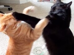 A viral video showed two cats arguing
