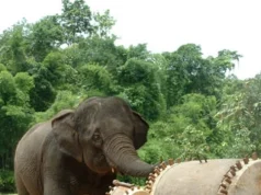 In a popular video, an elephant practices the drums and plays them with its trunk.